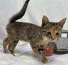 Miss Kitty - Not at shelter