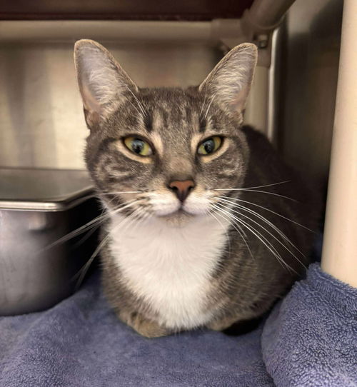 Phoebe Dime - Visit At Petsmart Lynchburg