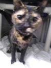 Nip - At shelter