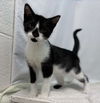 adoptable Cat in Rustburg, VA named Draco: At shelter (Mom Delphine)