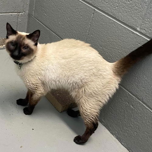Lucy - At shelter