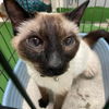 Lucy - At shelter