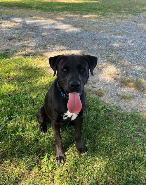 Blue: with his family, not at the Shelter