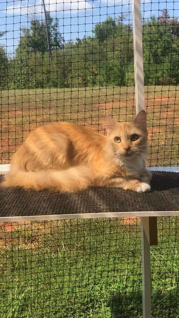 adoptable Cat in Rustburg, VA named Kathleen: Not At shelter (Jackie M)