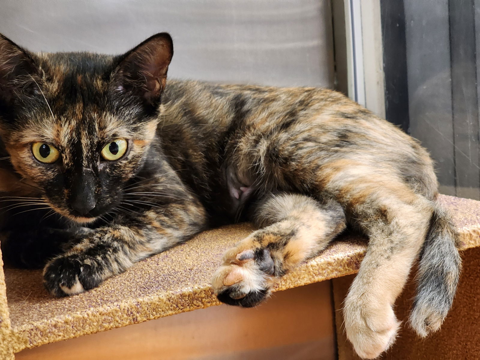 adoptable Cat in Rustburg, VA named Cabbage: Visit At Petsmart Lynchburg