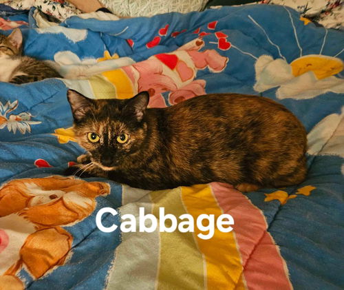 Cabbage: Not at the shelter (Kendra)