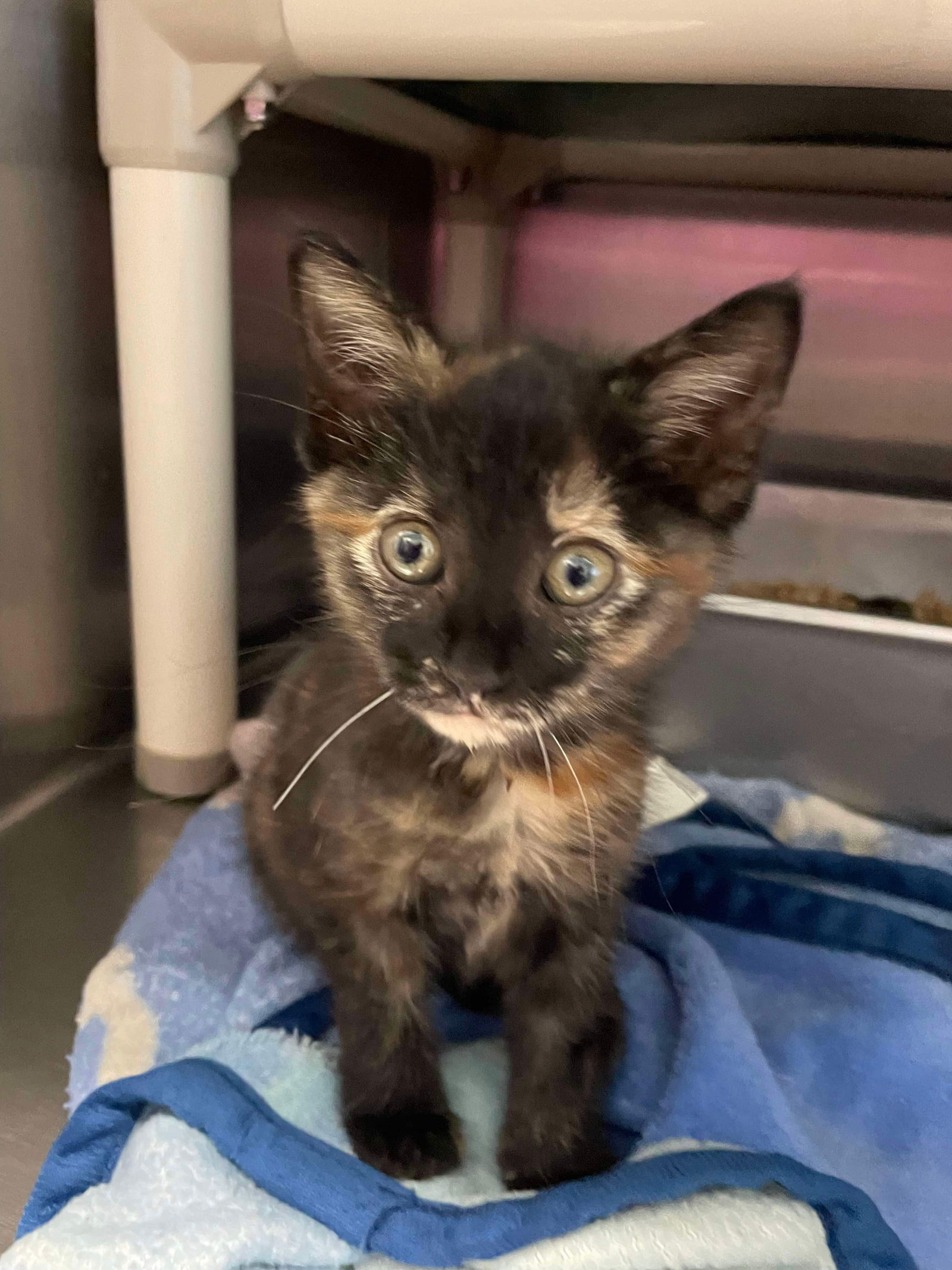 adoptable Cat in Rustburg, VA named Parsley- Visit at Rustburg Vet Cliniv