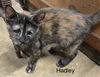 adoptable Cat in Rustburg, VA named Hadley: Not at the shelter (Barbe)