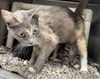 Sprout: Visit At Petsmart Lynchburg