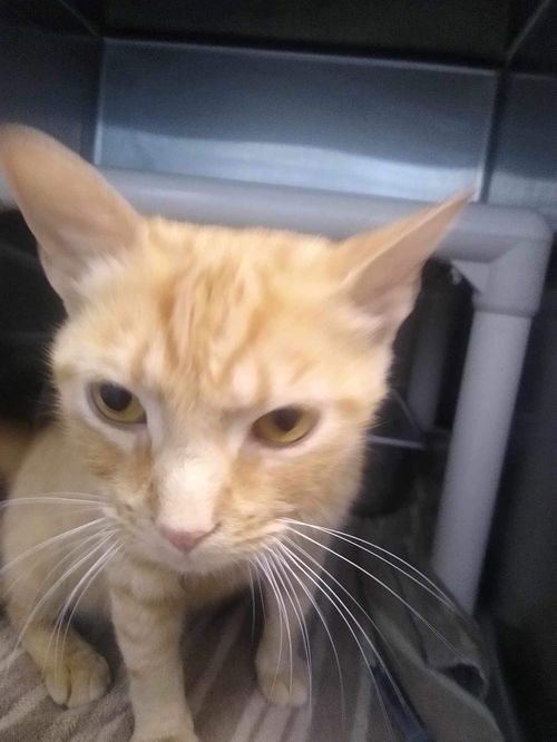 Pumpkin - At shelter