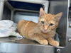 Pumpkin - At shelter