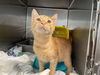 Pumpkin - At shelter