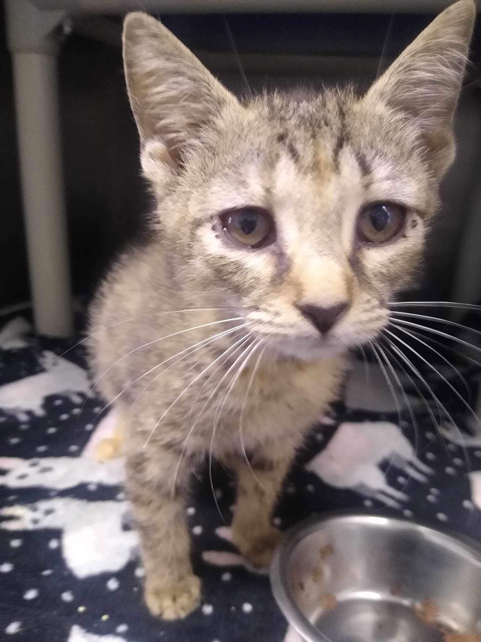 adoptable Cat in Rustburg, VA named Chive: Visit at Rustburg Vet