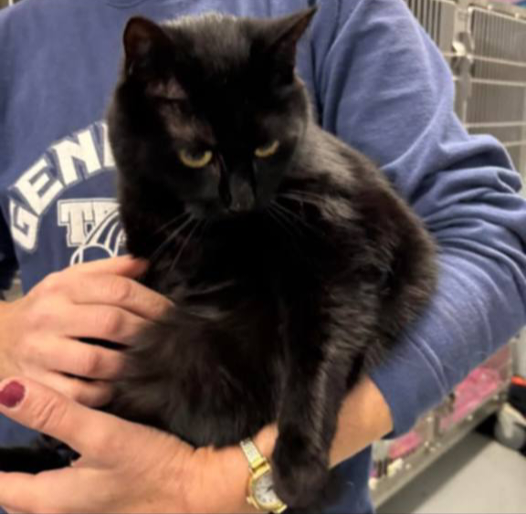 Heartsie: Not at Shelter - (Debra)