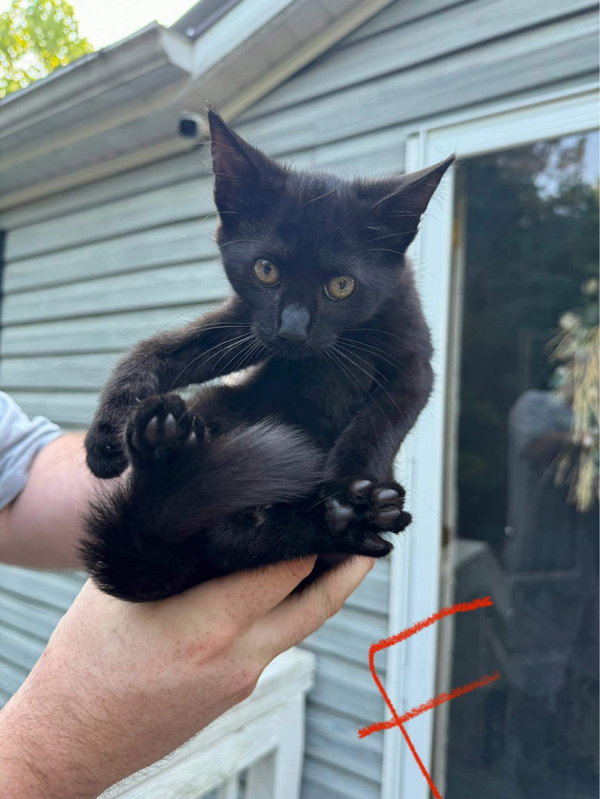 Heartsie: Not at Shelter - (Debra)