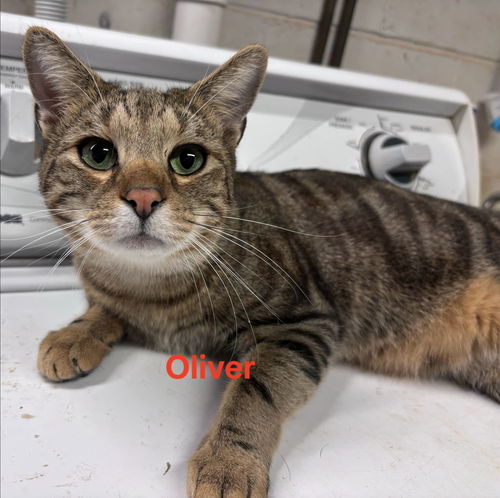 Oliver: Not at shelter (Barbe)