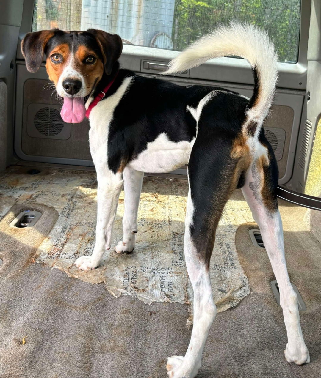 adoptable Dog in Rustburg, VA named Koby: At  the shelter