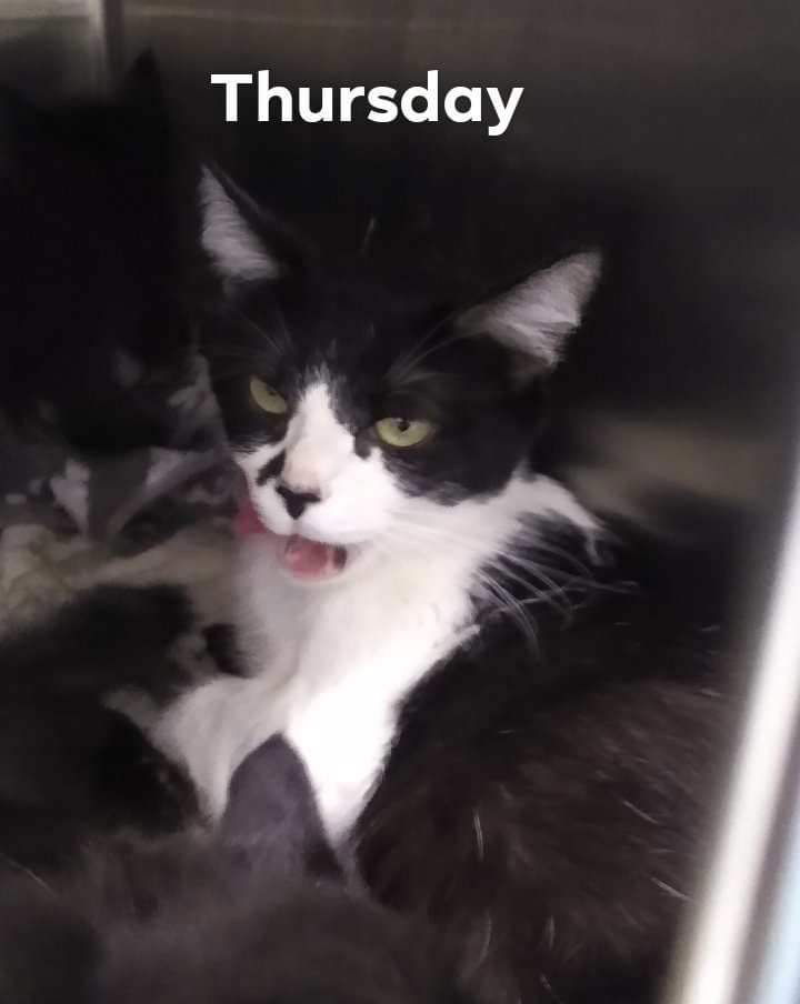 adoptable Cat in Rustburg, VA named Thursday: Not at shelter (Kristy)