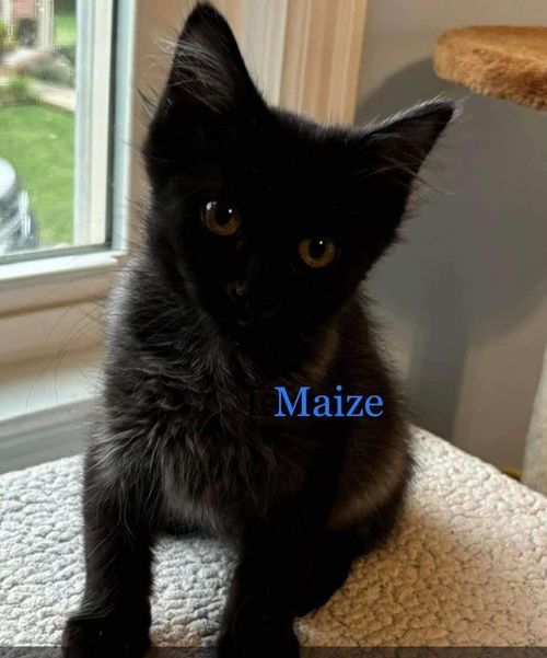 Mazie (Mom Thursday) - Not at shelter (Kristy)