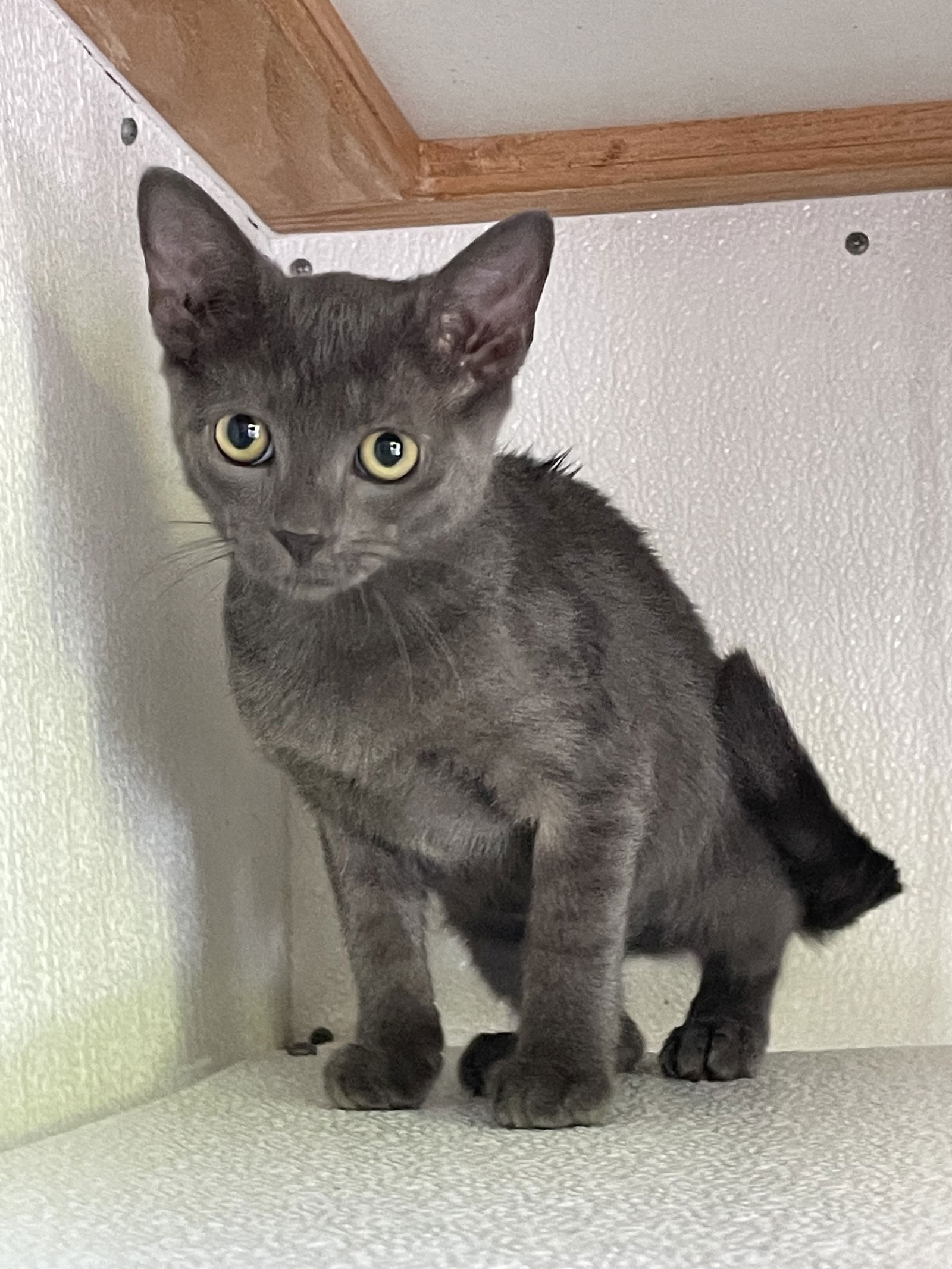 adoptable Cat in Rustburg, VA named Argente: Visit at Seven Hills Animal Hospital