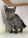 adoptable Cat in , VA named Argente: Visit at Seven Hills Animal Hospital