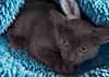 adoptable Cat in , VA named Havana Rabbit Cat: visit at Seven Hills Vet