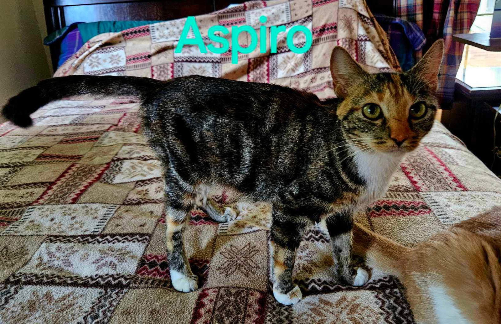 adoptable Cat in Rustburg, VA named Aspiro, Mom to Many!: Not at shelter (Kendra)