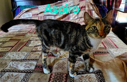 Aspiro, Mom to Many!: Not at shelter (Kendra)