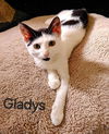 adoptable Cat in Rustburg, VA named Gladys: Not At shelter (Kendra)