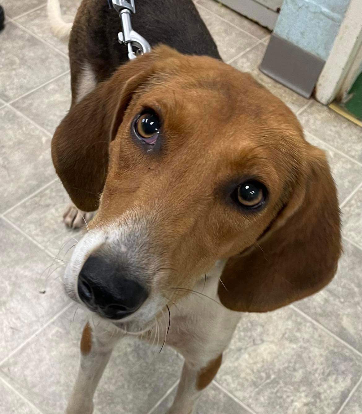 adoptable Dog in Rustburg, VA named Bridget: Visit at the shelter