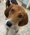 adoptable Dog in , VA named Bridget: Visit at the shelter