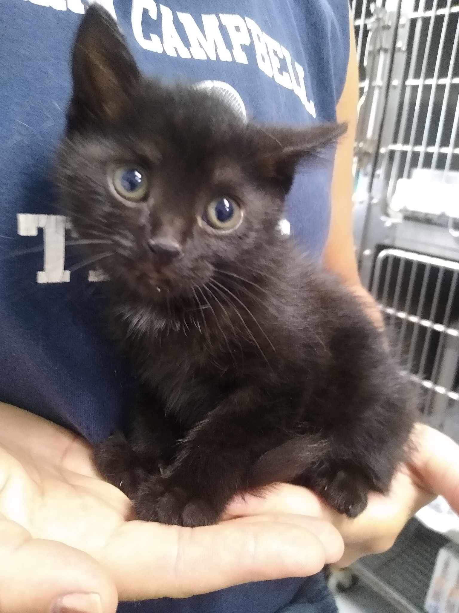 adoptable Cat in Rustburg, VA named Christie - At shelter