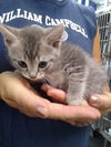 adoptable Cat in , VA named Janet - At shelter