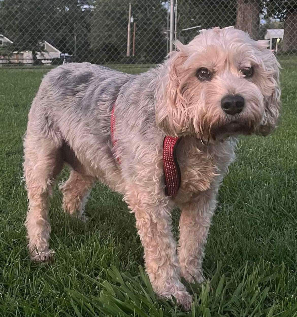 adoptable Dog in Rustburg, VA named Hokie: Not at shelter (Heather)