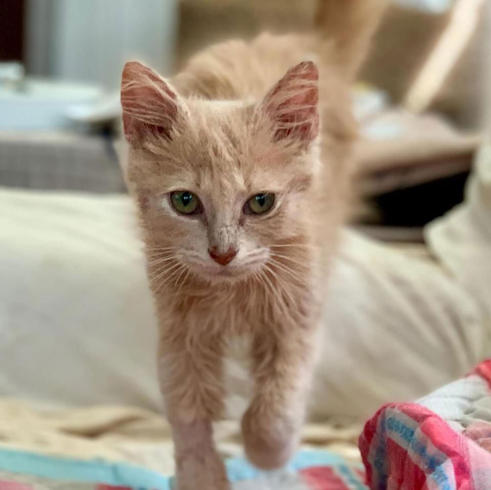 adoptable Cat in Rustburg, VA named Raphael 