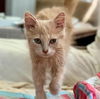 adoptable Cat in , VA named Raphael "Rafe:" - Not At shelter (Cari)