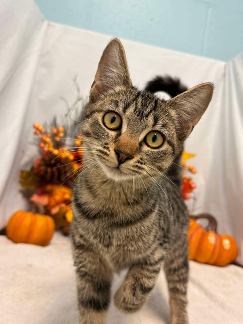 Samantha - At shelter