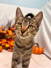 Samantha - At shelter