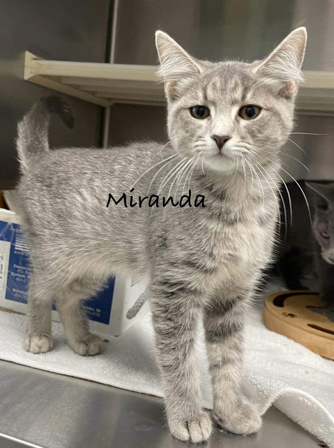 adoptable Cat in Rustburg, VA named Miranda - Visit At Petsmart Lynchburg