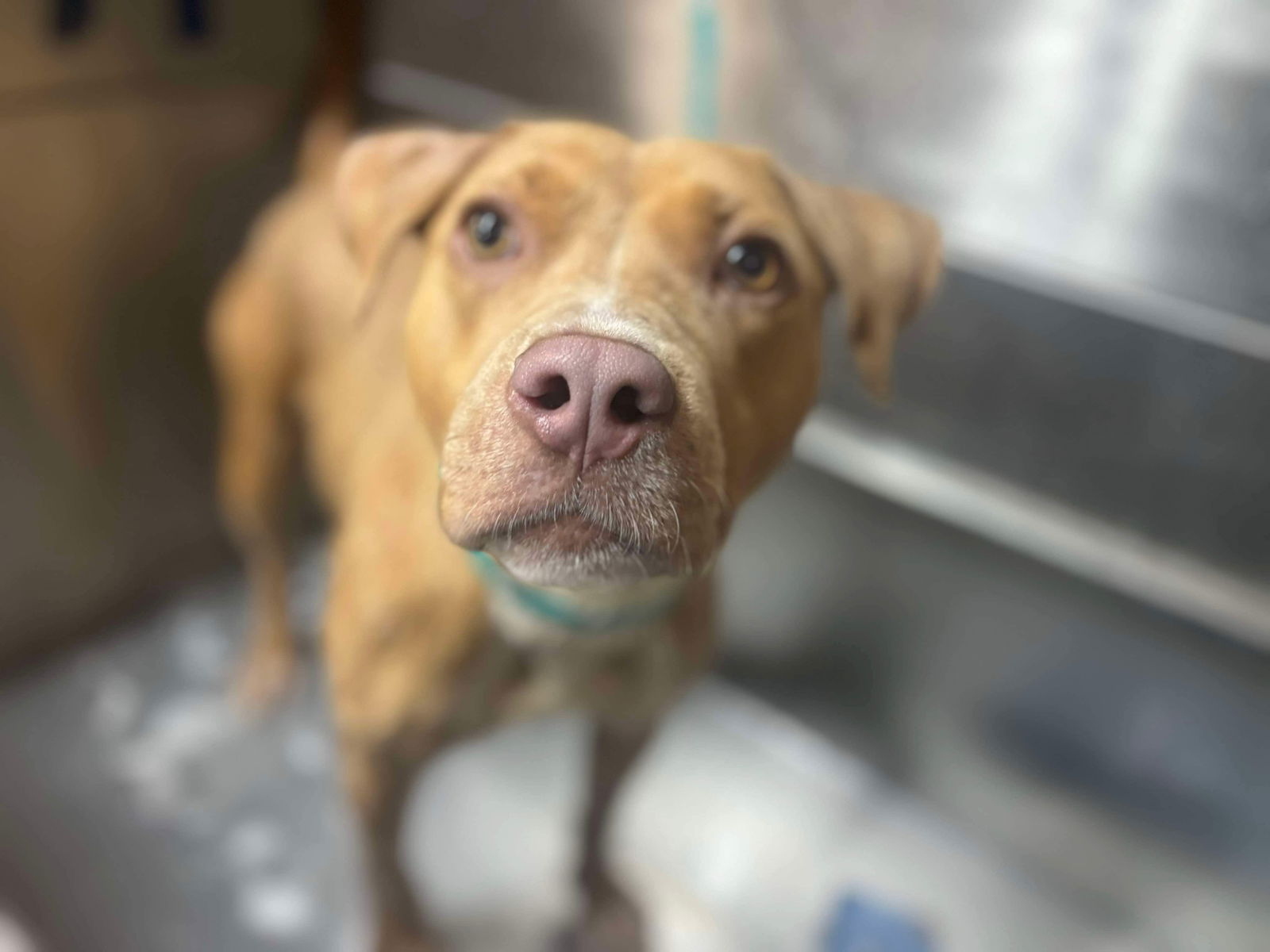 adoptable Dog in Rustburg, VA named Apple: Not at shelter (Aimee)