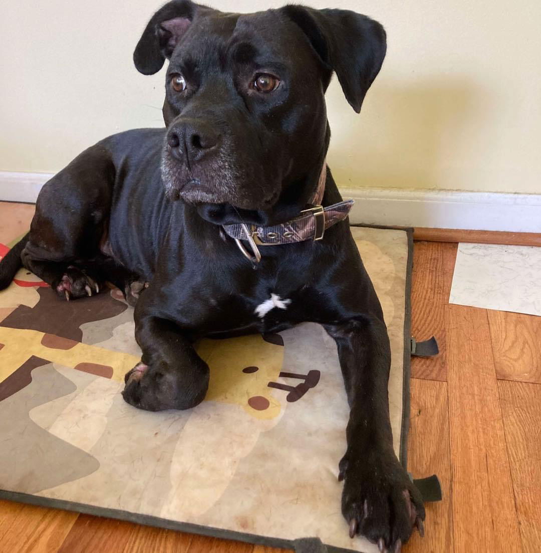 adoptable Dog in Rustburg, VA named Bagheera: courtesy post