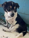 Indiana: Not at the shelter (Barbe)