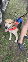 adoptable Dog in , VA named Mabel - At shelter