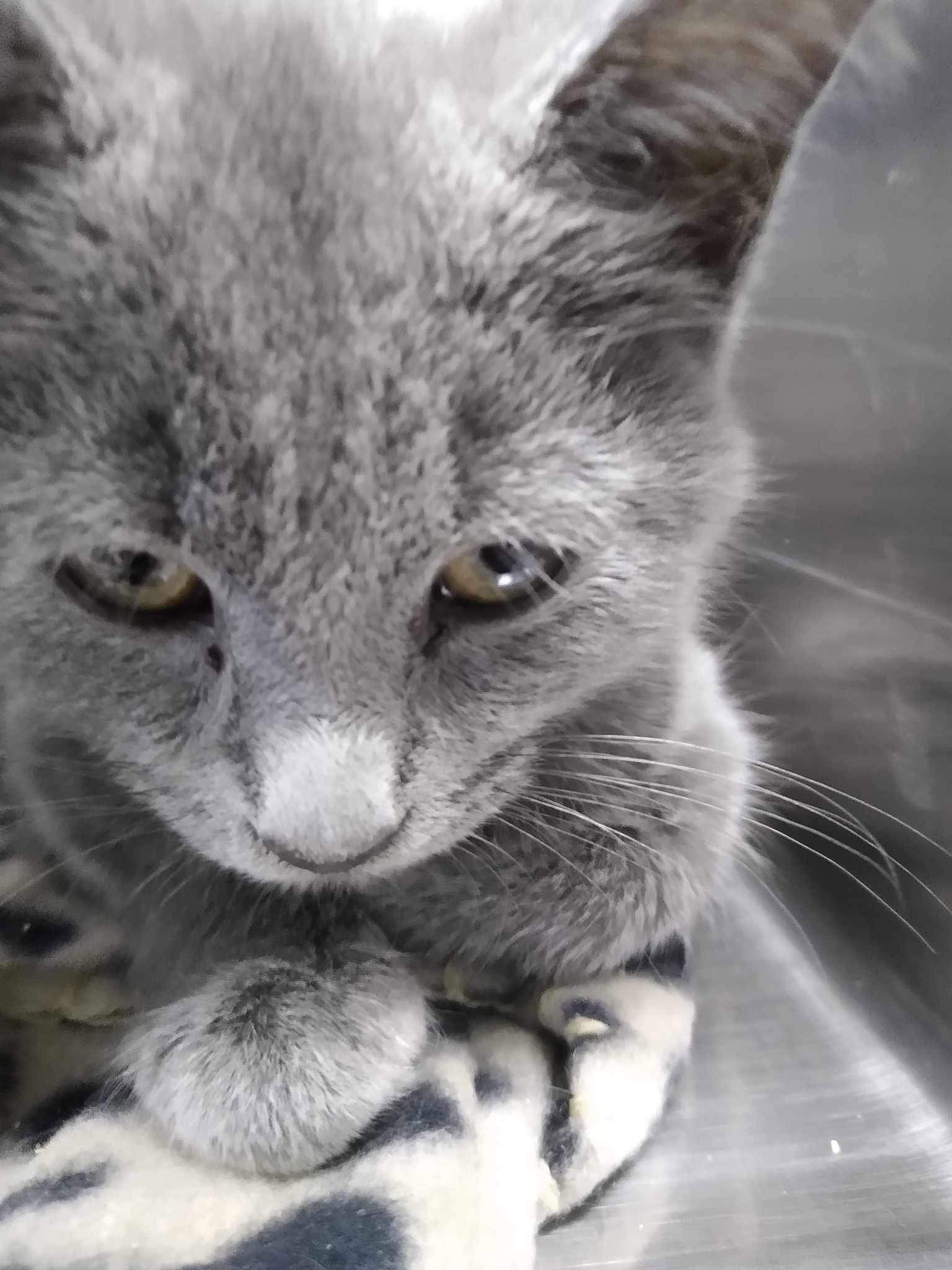 adoptable Cat in Rustburg, VA named Robb - At shelter