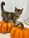 Hope: Visit At Petsmart Lynchburg