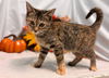 Hope: Visit At Petsmart Lynchburg