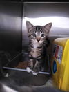 adoptable Cat in , VA named Love - At shelter