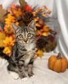 Love: Visit At Petsmart Lynchburg