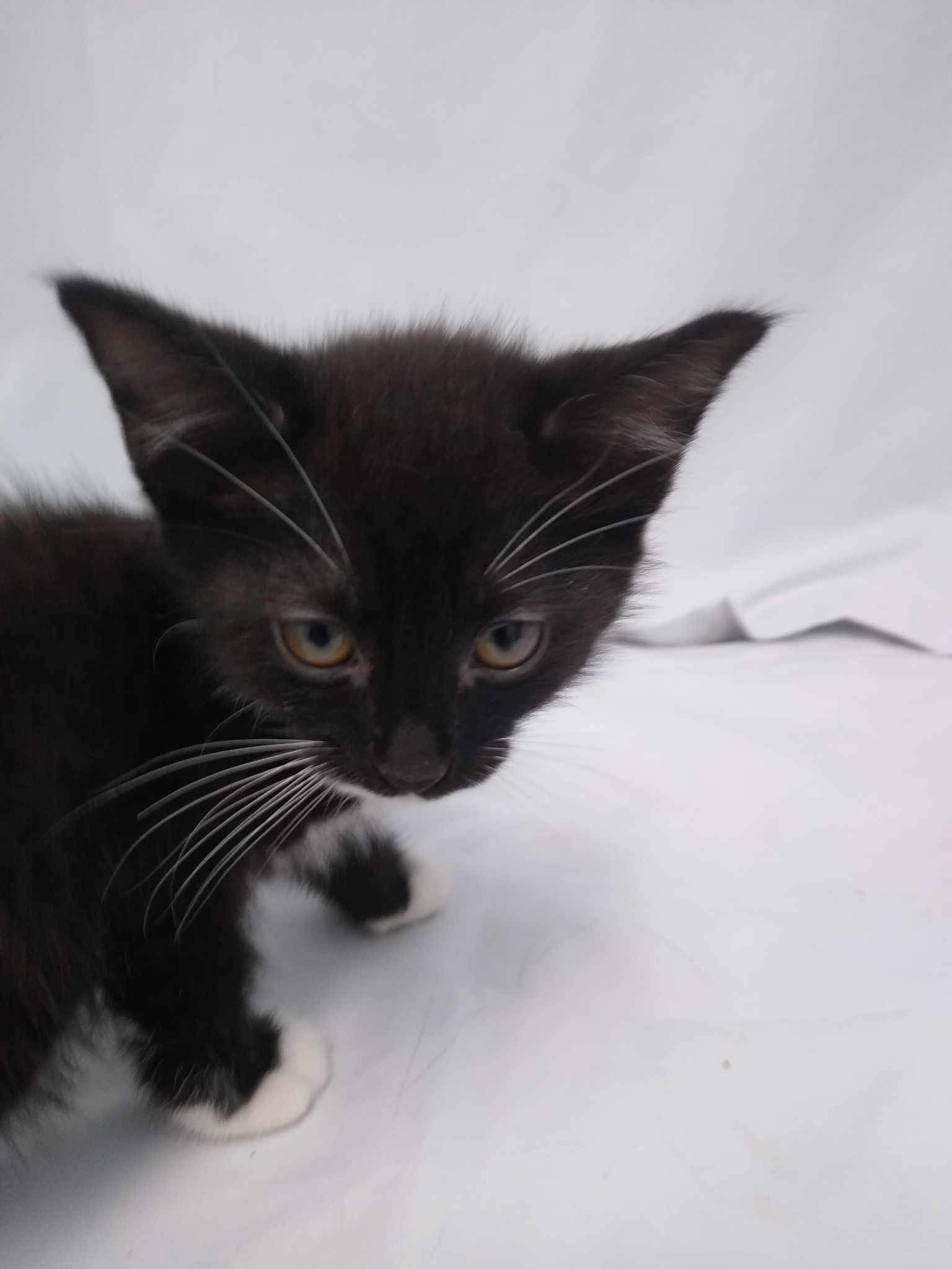 adoptable Cat in Rustburg, VA named Panda - At shelter