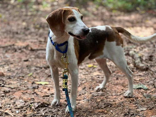 Spirit: at the shelter